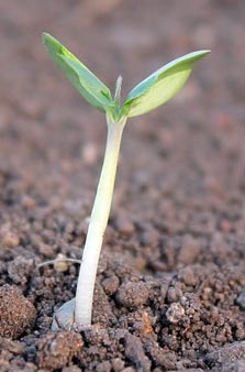 seedling-growth